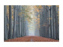 Obraz trees II 120X80