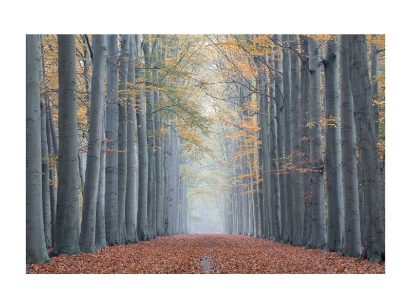 Obraz trees II 120X80